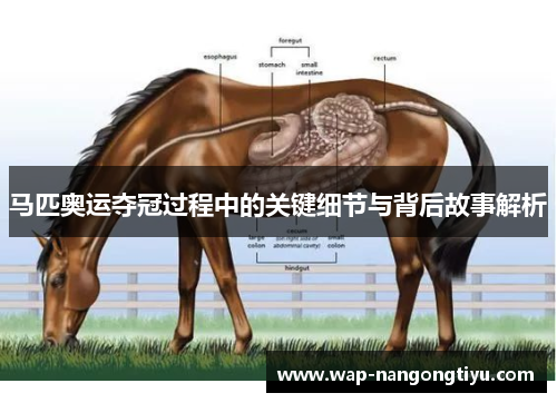 马匹奥运夺冠过程中的关键细节与背后故事解析